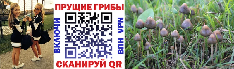 как найти   Багратионовск  Псилоцибиновые грибы Magic Shrooms 